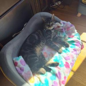 Image of Sprinkle, Lost Cat