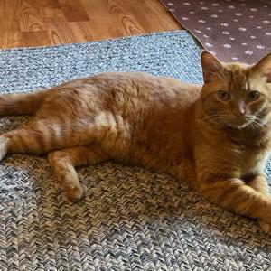 Image of Tango, Lost Cat