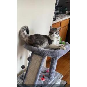 Image of Vanya, Lost Cat