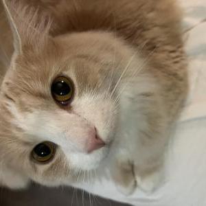 Image of milk, Lost Cat