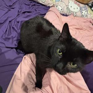 Image of Soup, Lost Cat