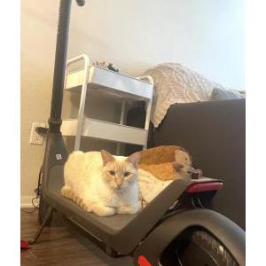 Image of Gyeoul, Lost Cat