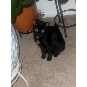 Image of Mizu, Lost Cat