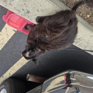 Image of Tarin, Lost Cat