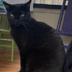 Image of Ollie, Lost Cat