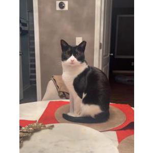 Image of Laszlo, Lost Cat