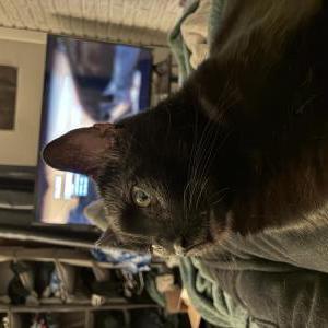 Image of Percival, Lost Cat