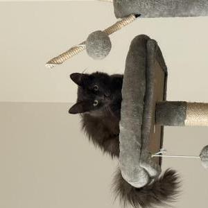 Image of Tiny, Lost Cat
