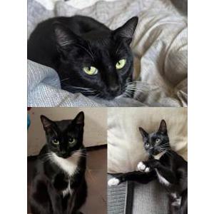 Image of Suki, Lost Cat