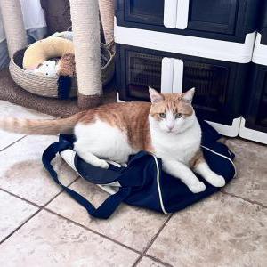 Image of Haengbok, Lost Cat