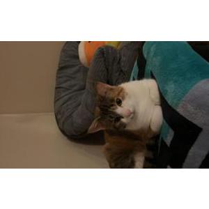 Image of stooge, Lost Cat