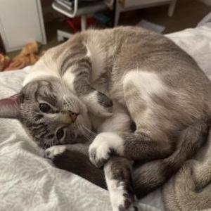 Image of Peanut, Lost Cat