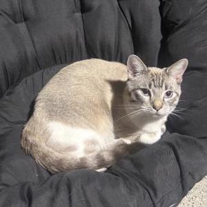 2nd Image of Peanut, Lost Cat