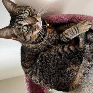 Image of Quinn, Lost Cat