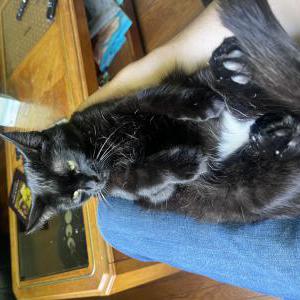 Image of George, Lost Cat