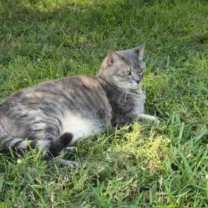 Lost Cat Scarlette
