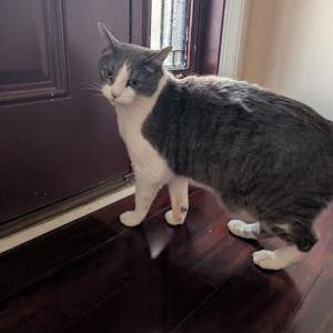 Image of Loki, Lost Cat