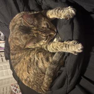Image of Puff, Lost Cat