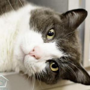 Image of Mochi, Lost Cat