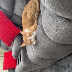 Image of Cheetoo, Lost Cat