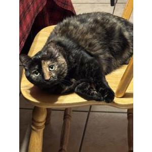 Image of Ruby, Lost Cat