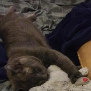 Image of Carti, Lost Cat