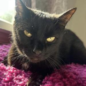 Image of Baby, Lost Cat