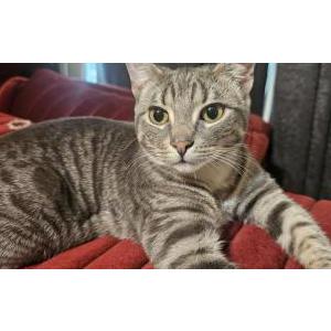 Image of Lulu, Lost Cat