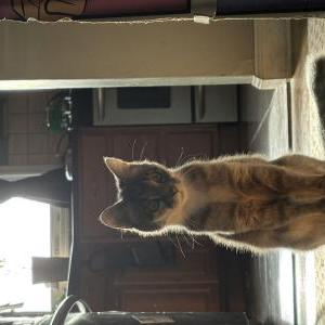 Image of Tango, Lost Cat