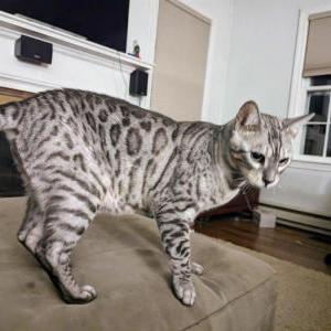 Image of Cody, Lost Cat