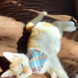 Lost Cat Copper