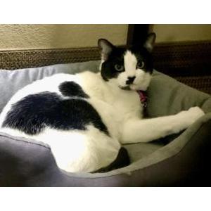 Lost Cat Oreo
