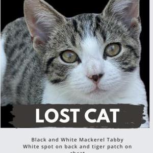 Image of Twinkles, Lost Cat