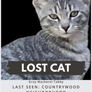 Image of Potato, Lost Cat