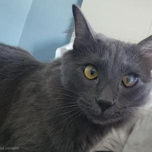 Image of Sylvester, Lost Cat