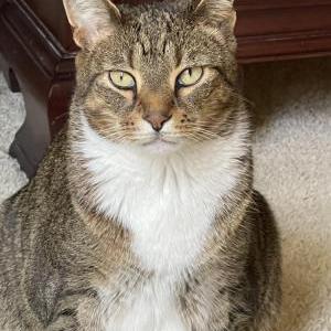Image of Kit, Lost Cat