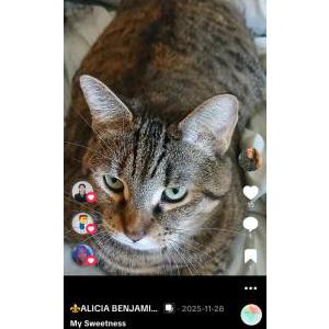 Lost Cat Audi