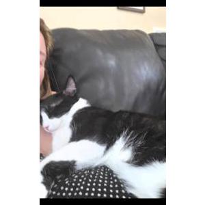 Image of Mittens, Lost Cat
