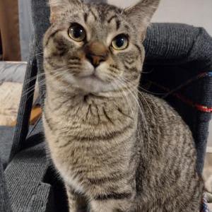 Image of Mclovin, Lost Cat