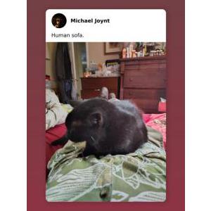 Image of Nebbie, Lost Cat