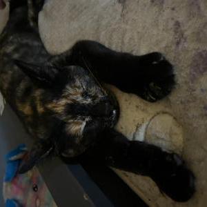 Image of Smokey, Lost Cat