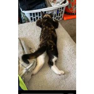 Image of Scout, Lost Cat