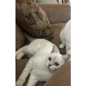 Image of Zara, Lost Cat