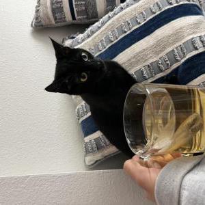 Image of Leila, Lost Cat