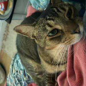 Image of Wilbur, Lost Cat