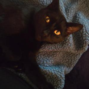 Image of Bear or Baby Bear, Lost Cat