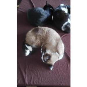 Image of Cooper, Lost Cat