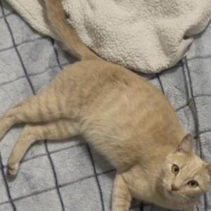 Image of Unknown, Found Cat