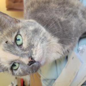 Image of Monet, Lost Cat