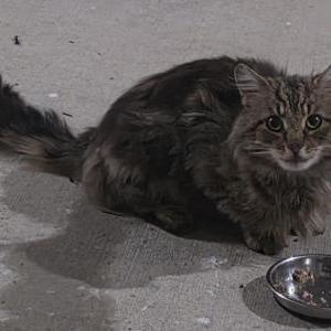 Image of Unknown, Found Cat